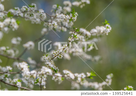 Delicate white flowers on small balcony, blurred skyline hints, compact sustainable garden vibe, container greenery and mindful living aesthetic, early morning light 139525641