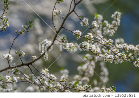 White blossoms hosting tiny pollinators in spring, bee activity implied with nectar focus, ecological pollination moment captured among fresh leaves and soft light White blossoms hosting tiny pollinators in spring, bee activity implied with nectar focus, ecological pollination moment captured among fresh leaves and soft light 139525651
