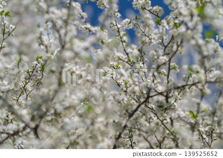 Elegant white floral background suitable for templates and editorial projects. Minimalistic white flower imagery providing versatile space for creative branding and design layouts 139525652