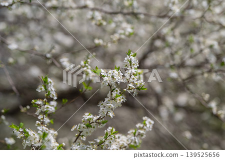Closeup of white blossoms on tree branches with gentle environment. Detailed view of fragile white flowers on twigs amidst early spring scenery with soothing colors 139525656
