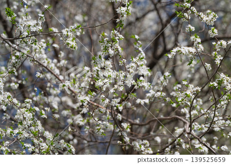 Gentle floral scene. Springtime blossoms with lush greenery. Softfocus flowers with vibrant leaves in spring. Delicate white flowers and fresh foliage in peaceful woodland setting Gentle floral scene. Springtime blossoms with lush greenery. Softfocus flowers with vibrant leaves in spring. Delicate white flowers and fresh foliage in peaceful woodland setting 139525659