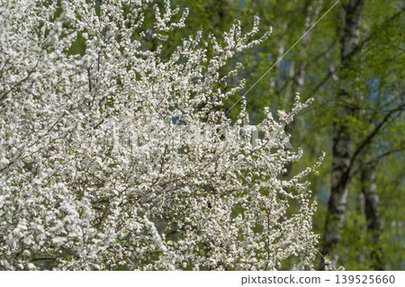Bright blossom framed by tall birch trunks, white flowers occupy foreground while vertical green trunks provide structured contrast and natural rhythm in composition Bright blossom framed by tall birch trunks, white flowers occupy foreground while vertical green trunks provide structured contrast and natural rhythm in composition 139525660