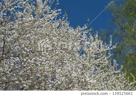 White blossoms against clear blue sky, dense branches filled with small petals, bright sunlight highlighting delicate texture and seasonal freshness across treetop canopy 139525661