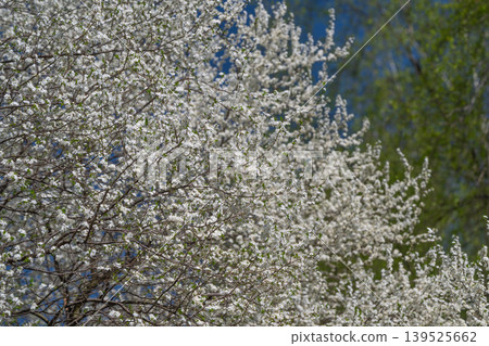 Flowers bright sky. Spring blooms under clear sky. White flowers bloom beneath vivid blue sky. Flowering trees illuminate springtime sky with their brilliant blossoms 139525662