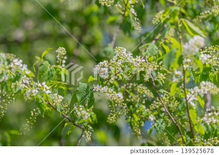 Sensory gardening experience with fragrant white flowers and gentle warmth. Evoking serene garden atmosphere infused with aromatic blossoms and vibrant greenery in sunlight 139525678