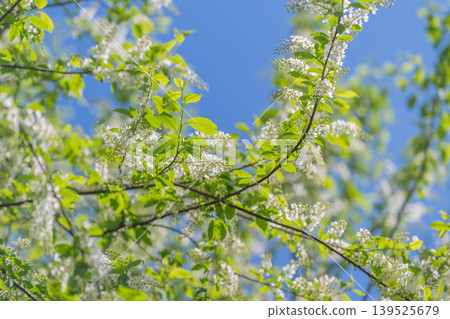 Morning blossoms bloom. Clear morning scene with colorful blossoms and sunny skies. Pristine spring morning where bright sky highlights flourishing trees and fresh greenery Morning blossoms bloom. Clear morning scene with colorful blossoms and sunny skies. Pristine spring morning where bright sky highlights flourishing trees and fresh greenery 139525679