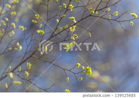 Subtle twigs with newborn foliage close, soft sky background and gentle selective focus create intimate nature scene, suited for wellness and slow living concepts Subtle twigs with newborn foliage close, soft sky background and gentle selective focus create intimate nature scene, suited for wellness and slow living concepts 139525685