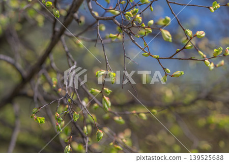 Bright shoots bloom in morning. Young plant tendrils glow amidst misty morning. Newly sprouted leaves and shoots beautifully shine against foggy background at sunrise Bright shoots bloom in morning. Young plant tendrils glow amidst misty morning. Newly sprouted leaves and shoots beautifully shine against foggy background at sunrise 139525688