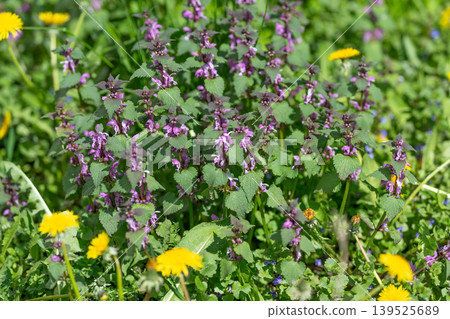 Colorful blooms contrast in bright midday light. Rich purple blooms combined with yellow dandelions generate eyecatching lawn scenes perfect for marketing and social media Colorful blooms contrast in bright midday light. Rich purple blooms combined with yellow dandelions generate eyecatching lawn scenes perfect for marketing and social media 139525689