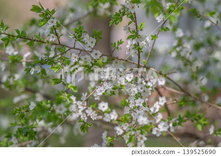 Spring blooms softly hide limbs. Colorful blossoms create natural cover for branches. Bright flowers develop protective layers that hide and shield underlying tree branches Spring blooms softly hide limbs. Colorful blossoms create natural cover for branches. Bright flowers develop protective layers that hide and shield underlying tree branches 139525690