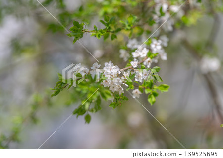 White blossom cluster on branch, soft bokeh background, fresh green leaves, morning light, delicate petals, serene macro focus perfect for nature and wellness imagery 139525695