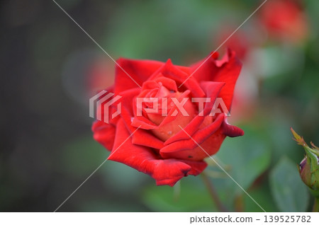 A red rose 139525782