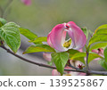 Light brown dogwood 139525867