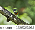 A narcissus flycatcher raising its tail 139525868