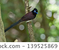 A long-tailed bird on its migration route 139525869