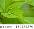 Flowering Ilex crenata 139525870