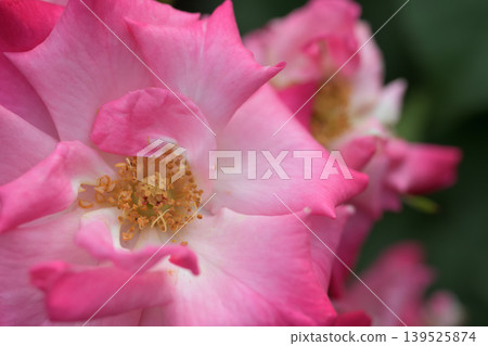 The stamens, pistils, and petals of a pink rose The stamens, pistils, and petals of a pink rose 139525874