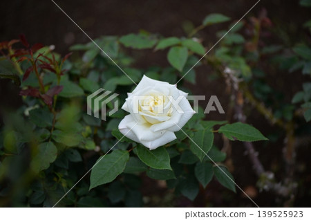 A single beautiful white rose A single beautiful white rose 139525923