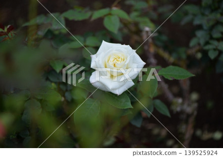 A single beautiful white rose A single beautiful white rose 139525924