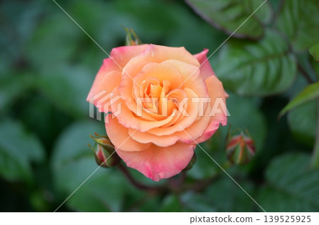 Yellow and pale pink roses Yellow and pale pink roses 139525925
