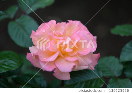 粉紅色和淡黃色玫瑰 粉紅色和淡黃色玫瑰 139525926
