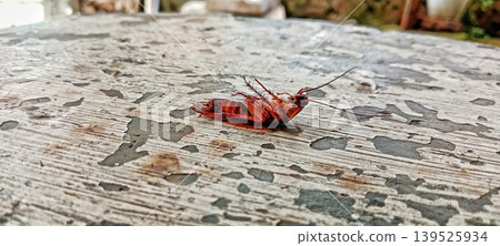 Cockroach upside down on a peeling wall surface Cockroach upside down on a peeling wall surface 139525934