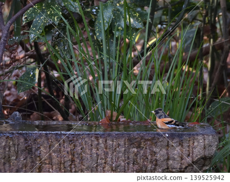 Kyoto Imperial Garden Birdbath - Brambling Kyoto Imperial Garden Birdbath - Brambling 139525942