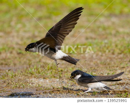 A pair of swallows carrying nesting materials: A spring nesting scene. A pair of swallows carrying nesting materials: A spring nesting scene. 139525991