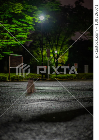 雨後,一隻貓站在路邊。 雨後,一隻貓站在路邊。 139526071