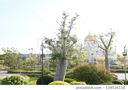 Brunei, Baobabs and Mosques 139526138