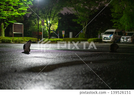 Glowing asphalt and cats at night Glowing asphalt and cats at night 139526151