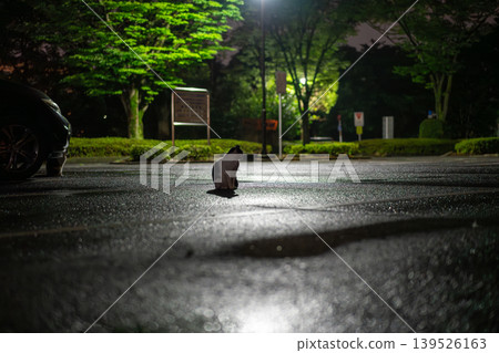 雨夜路上的一隻貓。 139526163