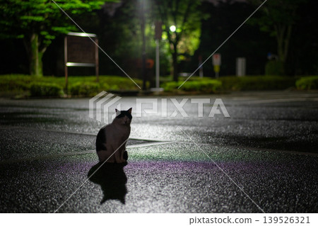 雨後，一隻貓靜靜地站在那裡。 139526321