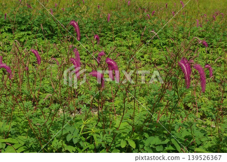 In early summer, the flower fields of Mt. Goryu in Hakuba Village, Nagano Prefecture, are filled with many alpine plants in bloom. In early summer, the flower fields of Mt. Goryu in Hakuba Village, Nagano Prefecture, are filled with many alpine plants in bloom. 139526367
