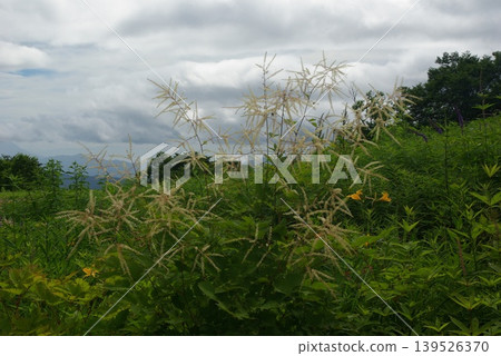 In early summer, the flower fields of Mt. Goryu in Hakuba Village, Nagano Prefecture, are filled with many alpine plants in bloom. In early summer, the flower fields of Mt. Goryu in Hakuba Village, Nagano Prefecture, are filled with many alpine plants in bloom. 139526370