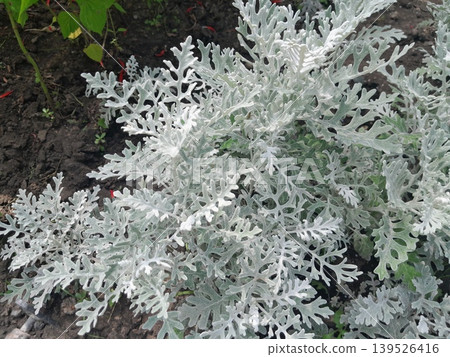 Dusty Miller Plant in the Garden Dusty Miller Plant in the Garden 139526416