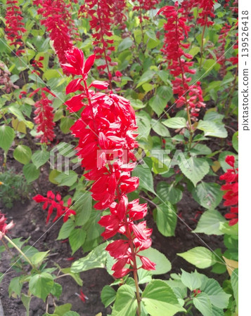 Red Salvia flowers in the garden Red Salvia flowers in the garden 139526418