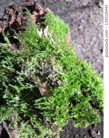 tree stump with evergreen moss tree stump with evergreen moss 139526445