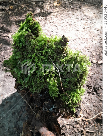 tree stump with evergreen moss tree stump with evergreen moss 139526446