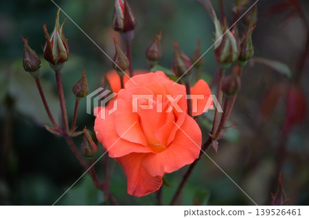 Pink rose surrounded by buds 139526461