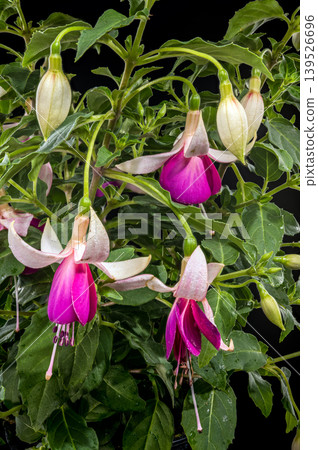 Beautiful Pink and White Fuchsia Flowers with Green Leaves 139526696