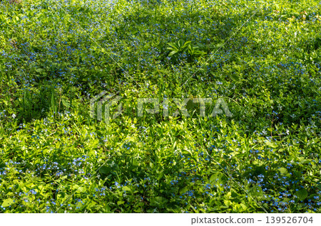 Field of Small Blue Forget-Me-Not Flowers Blooming in Green Grass Field of Small Blue Forget-Me-Not Flowers Blooming in Green Grass 139526704