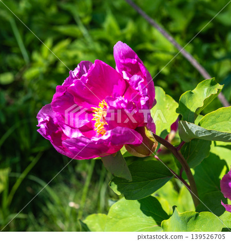 Bright Pink Peony Flower Blooming in Garden on Sunny Day Bright Pink Peony Flower Blooming in Garden on Sunny Day 139526705