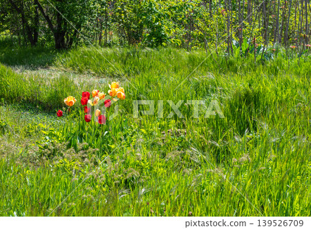 Red And Yellow Tulips Blooming In Tall Green Meadow Grass Red And Yellow Tulips Blooming In Tall Green Meadow Grass 139526709