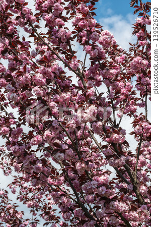Pink Kanzan Cherry Blossoms On Branches Against Blue Sky Pink Kanzan Cherry Blossoms On Branches Against Blue Sky 139526710