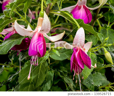 Beautiful Pink and White Fuchsia Flowers with Green Leaves Beautiful Pink and White Fuchsia Flowers with Green Leaves 139526715
