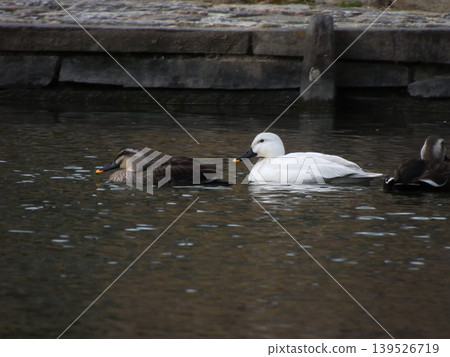 Biwako Cultural Park: White Mallard (Aleucistic) Biwako Cultural Park: White Mallard (Aleucistic) 139526719