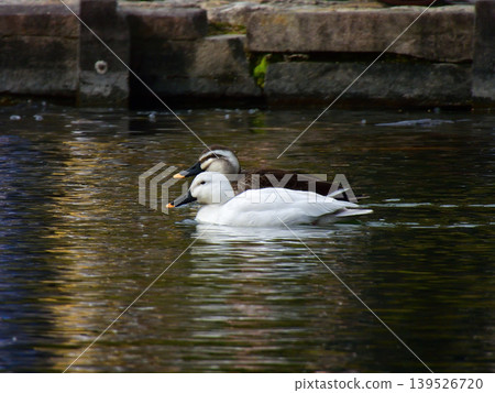Biwako Cultural Park: White Mallard (Aleucistic) 139526720