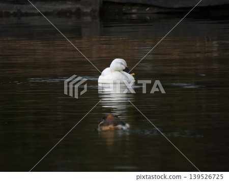 琵琶湖文化公園：白野鴨（亞留基變種） 139526725
