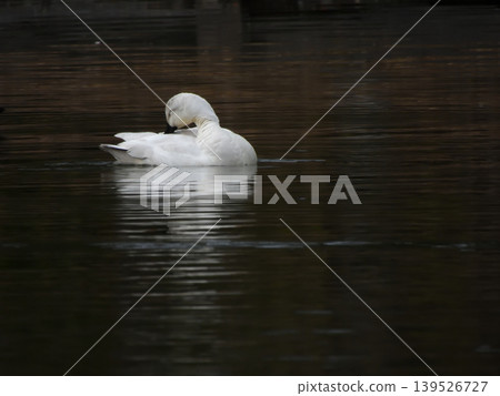 琵琶湖文化公園：白野鴨（亞留基變種） 139526727